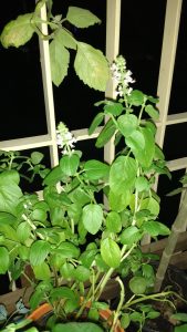 manjericao